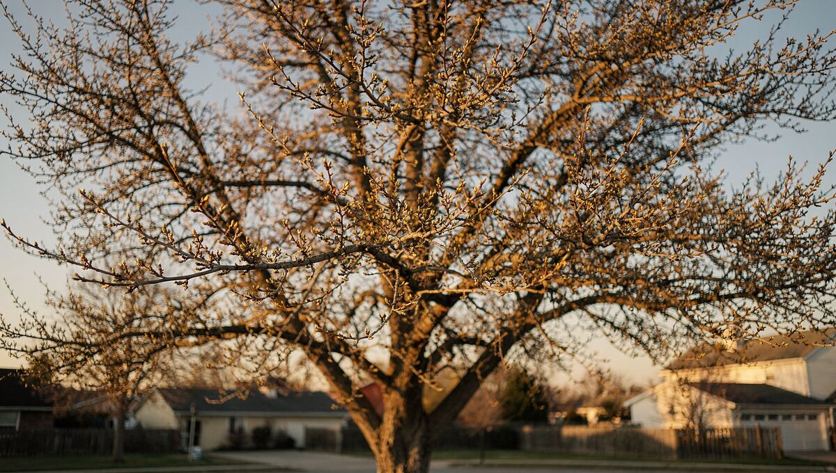 Tree canopy in late winter with early spring buds