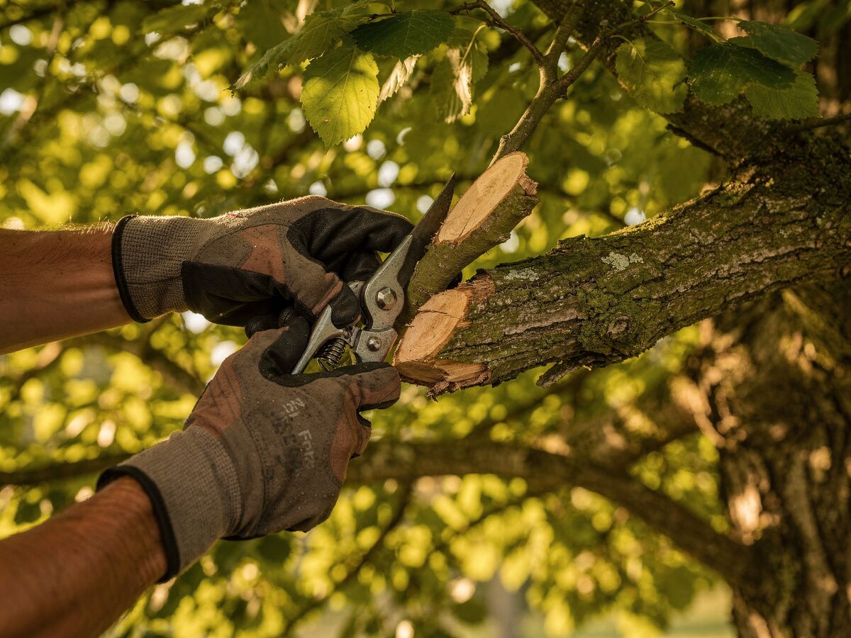 Tree health assessment