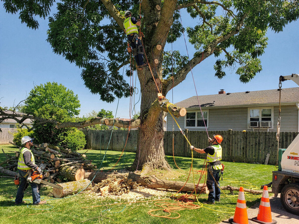 Tree removal service